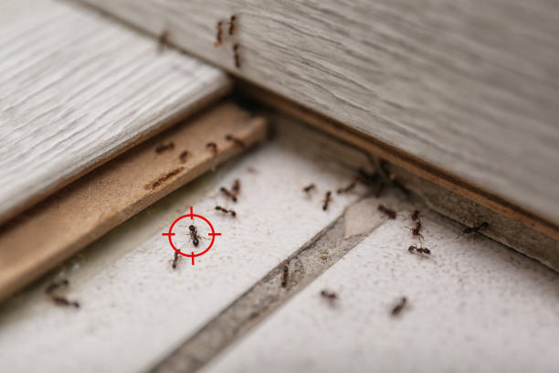 Best Commercial Pest Control Services  in Independent Hill, VA