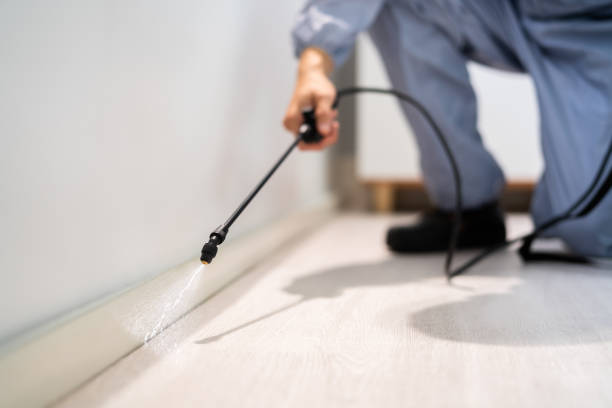 Best Termite Control Services  in Independent Hill, VA