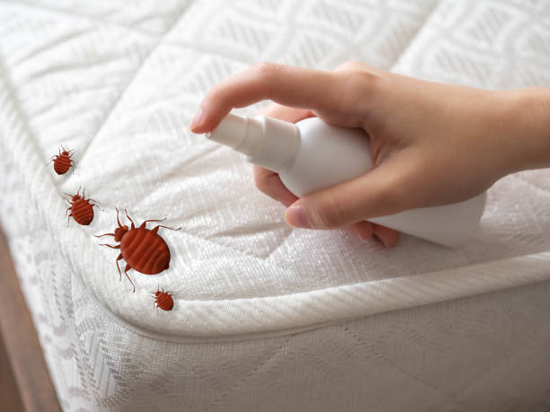 Best Best Pest Control Companies  in Independent Hill, VA