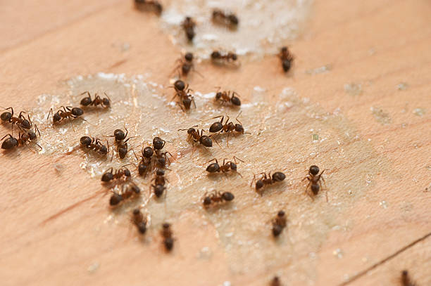Best Pest Control Near Me  in Independent Hill, VA