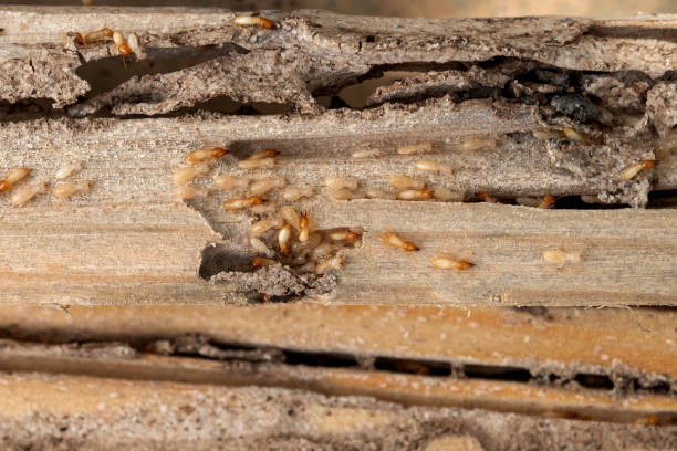 Best Bed Bug Extermination  in Independent Hill, VA